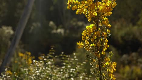 Close-Up-Slow-Motion-Pan-Top-of-yellow-plant