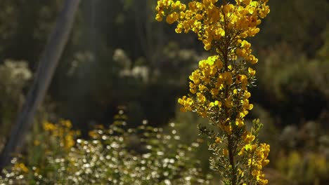 cerrar la parte superior de la sartén a cámara lenta de la planta amarilla