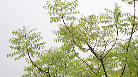 foliage of indian medicinal tree - neem