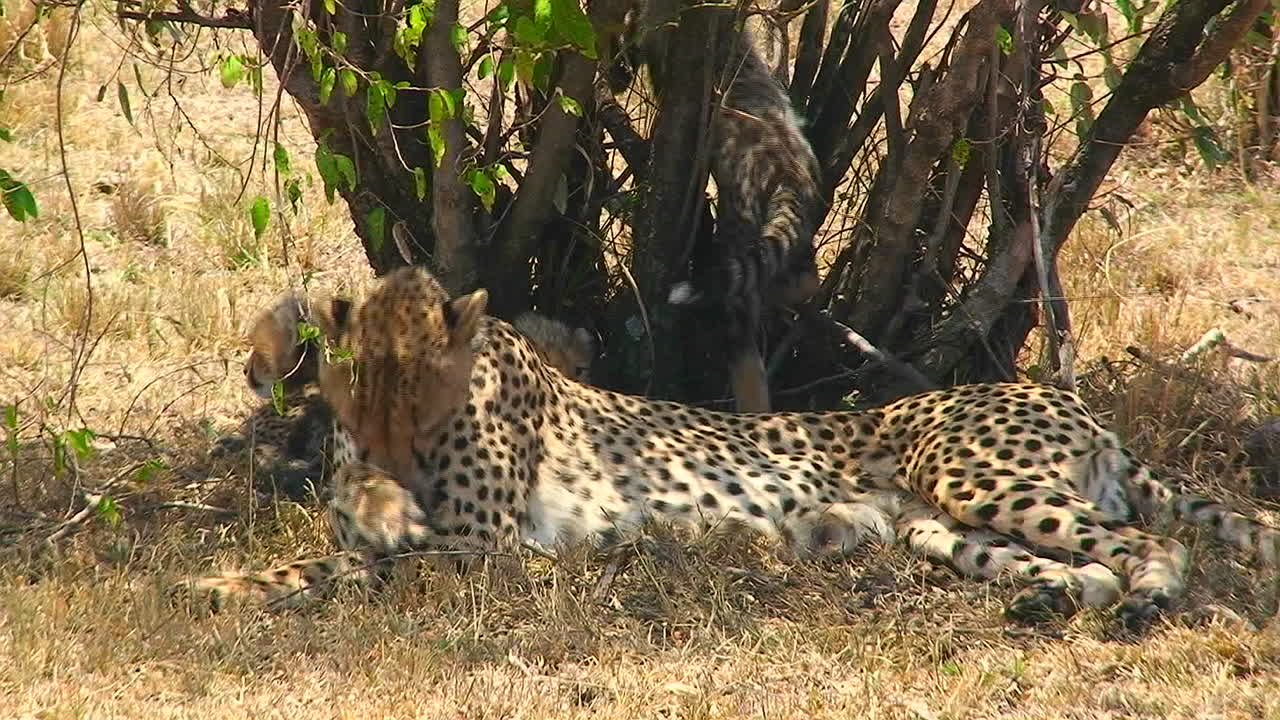 un guepardo se lame la pata debajo de un árbol con cachorros