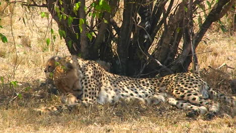 A-cheetah-licks-its-paw-under-a-tree-with-cubs