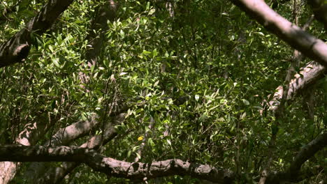 mangrove canopy view coastal vegetation providing habitat for marine life