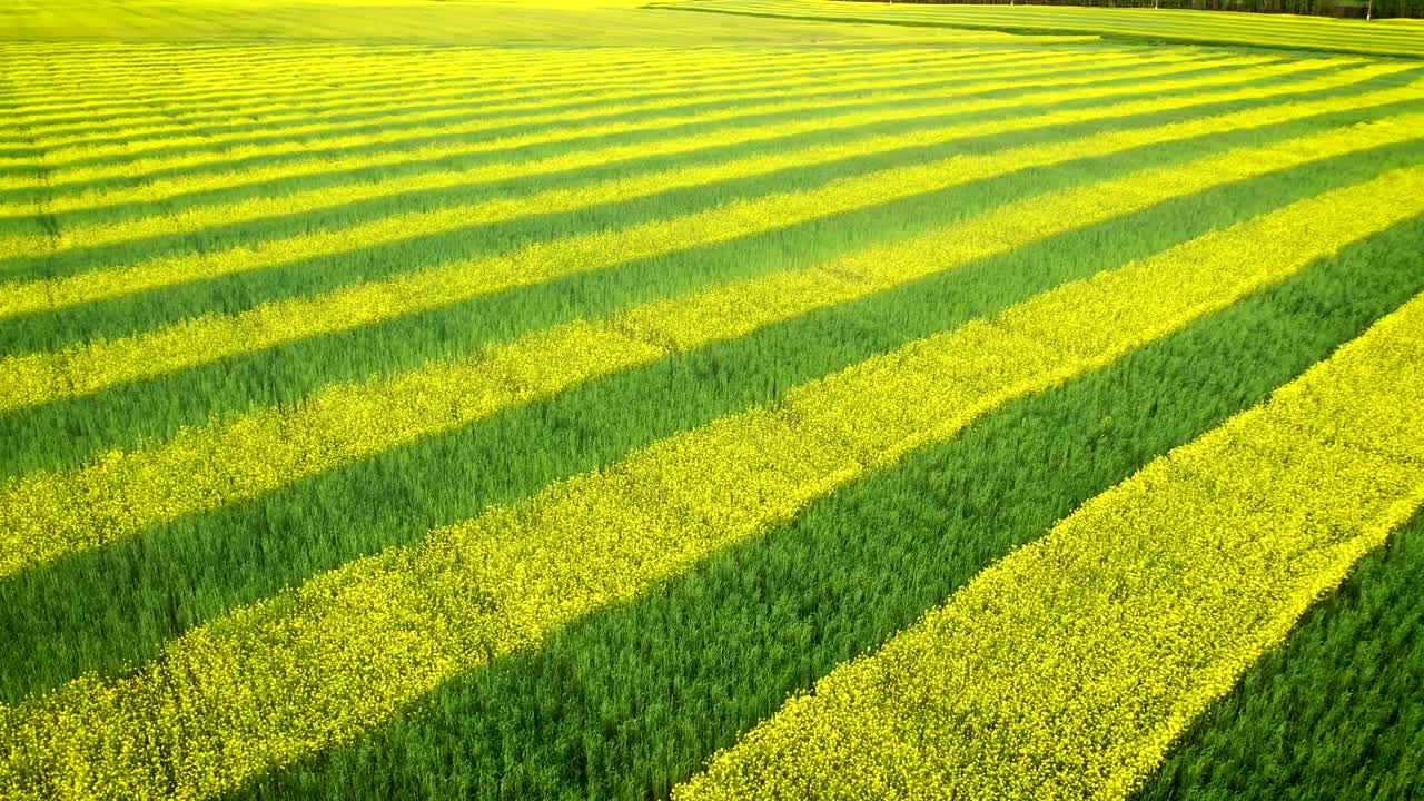 平行線に植えられた黄色と緑のカノーラを育てるフィールド
