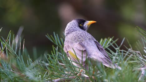 A-noisy-miner,-manorina-melanocephala-perched-on-the-conifer-plant,-wondering-around-the-surroundings,-spread-its-wings-and-fly-away-in-the-Botanic-Gardens,-close-up-shot