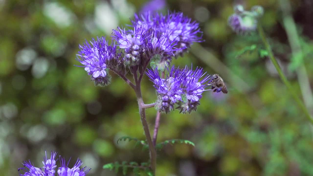 primer plano de una abeja recogiendo néctar de una flor silvestre púrpura