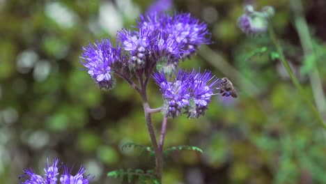 Closeup-of-Bee-collecting-nectar-from-a-purple-wildflower