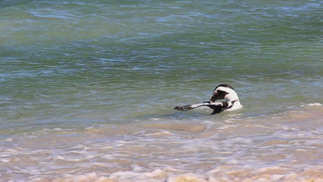 an african penguins swimming in boulders beach, simonstown, south africa - medium shot