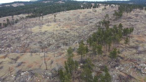 aerial view of damaged forest landscape after wildfire
