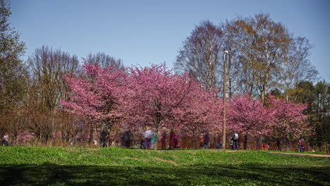 Flores-De-Cerezo-Mientras-La-Gente-Disfruta-Del-Parque-De-La-Ciudad-En-Primavera---Lapso-De-Tiempo