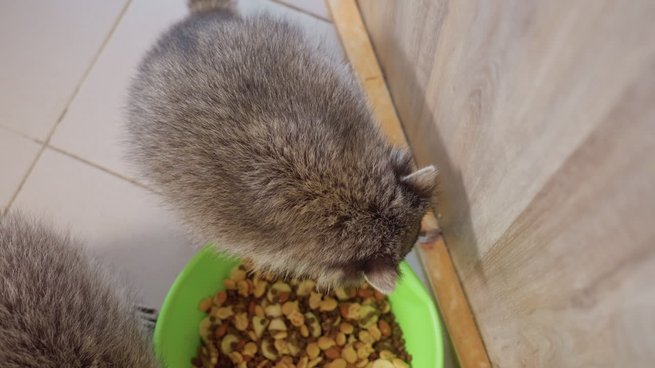 Waschbär frisst Futter aus einer grünen Schüssel, der obere Winkel zeigt Fliesenboden und Gehegekante, Nahaufnahme des maskierten Gesichts und des geringelten Schwanzes, langsames Knabbern und Schnüffeln, niedlicher, intimer Moment für Haustier und Wildtier