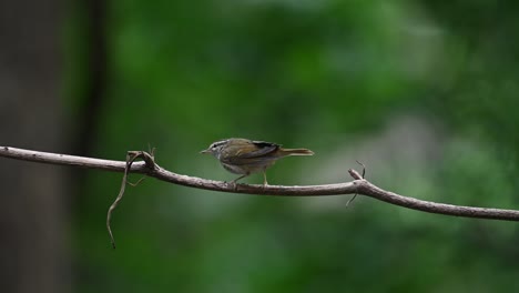 pale-legged leaf warbler phylloscopus tenellipes frantically shaking its tail and body while calling then jumps around doing the same to jump into a birdbath in the forest, chonburi, thailand