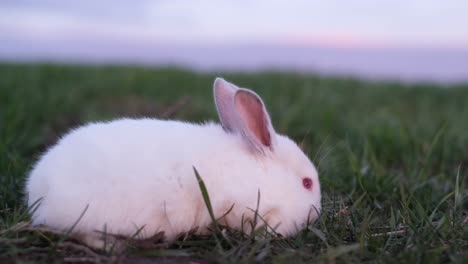 little white rabbit sitting on the green grass, cute bunny grazes the grass