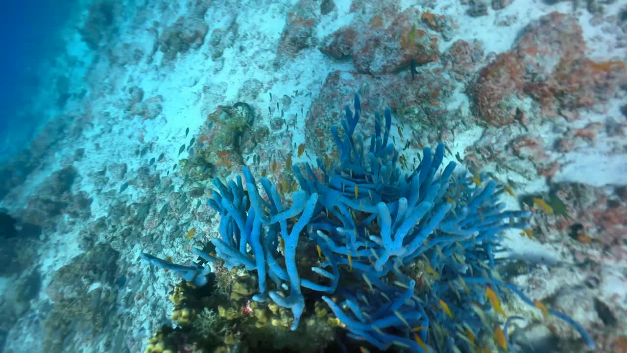 Movimento attorno a una barriera corallina con coralli blu vicino all'isola di Mnemba. Zanzibar, Tanzania