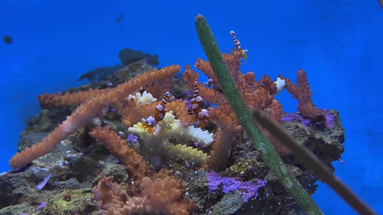 Nano-Aquarium Tänzer-Garnele (Thor amboinensis); 4K Unterwasser-Korallenriff-Aquarium.