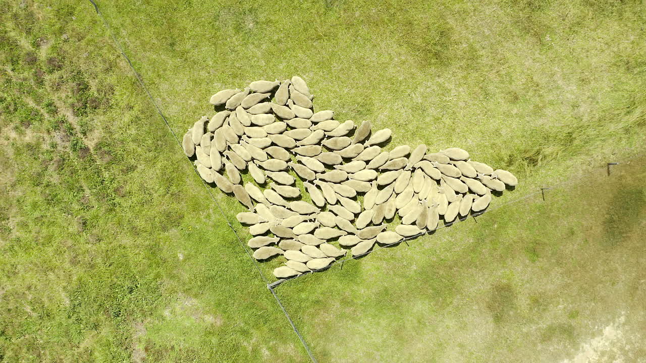 Home to some of the world's best sheep