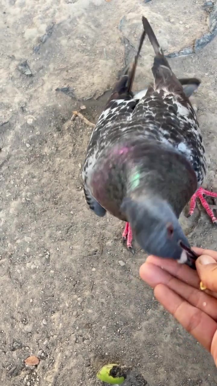Merpati Makan Biji dari Tangan Seseorang