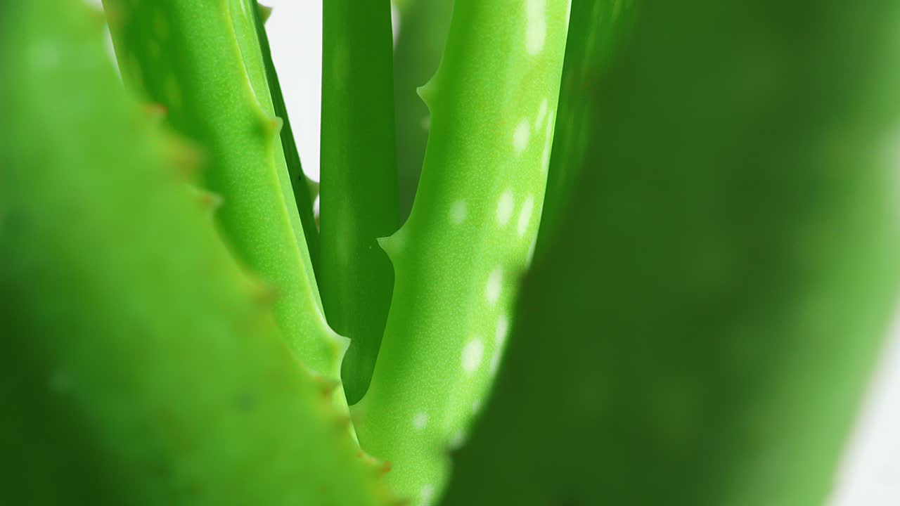 The aloe vera plant is spinning on white background. Close up of succulent plant leaves, medicinal plant used in cosmetology