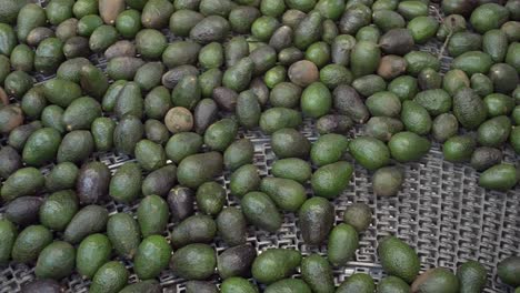 AVOCADOS-ON-A-CONVEYOR-BELT