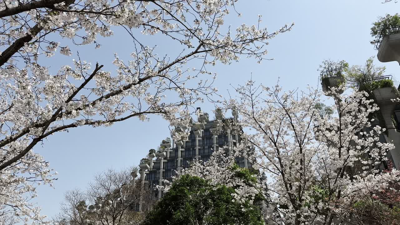 Cherry trees in full bloom near eco building in central Shanghai China during spring