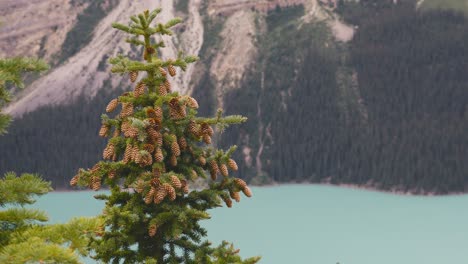 a shot of a pine tree and with huge mountains in the background, in the area of peyto lake in banff national park in canada on a cloudy day