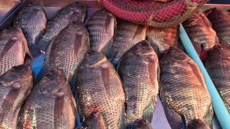 assorted fish laid out for sale