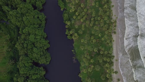 Drone-overhead-shot-of-river,-waves-,ocean-and-cocnut-tree