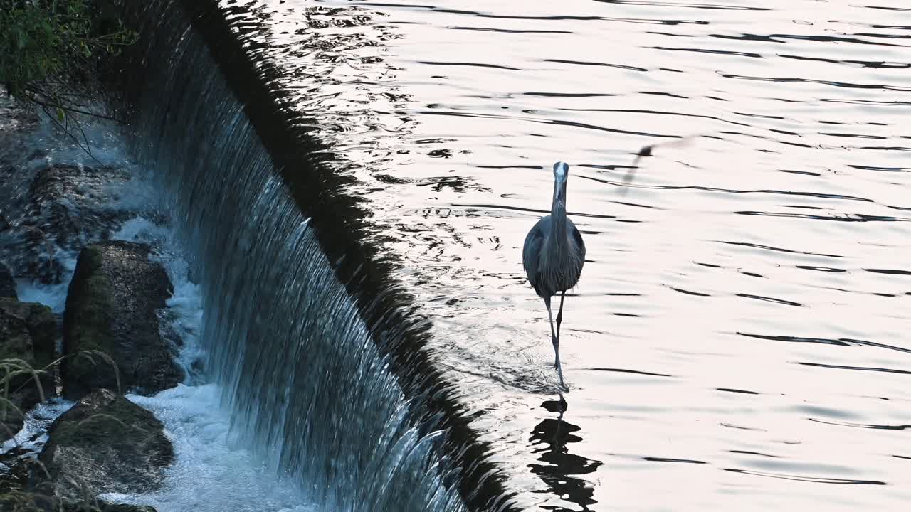Great Blue Heron walking along top of waterfall, Hoover Dam, Westerville, Ohio