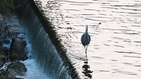 great blue heron walking along top of waterfall, hoover dam, westerville, ohio