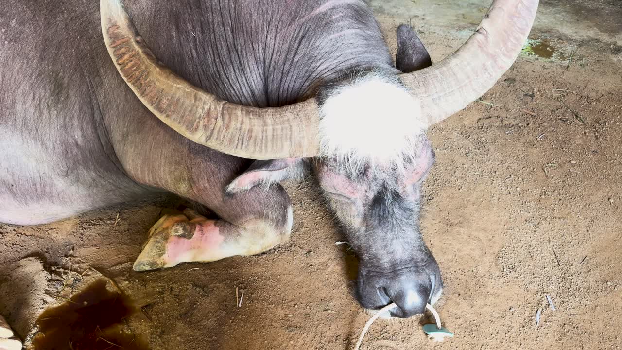 A water buffalo rests peacefully on a dirt floor, showcasing its large horns and serene demeanor in natural lighting