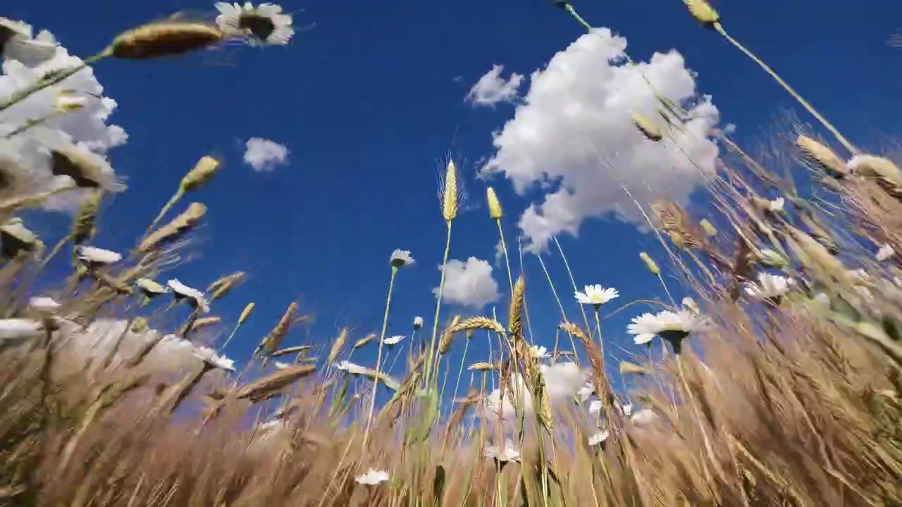 Low Angle View of Wheat and Daisies Swaying in a Field Under Blue Sky