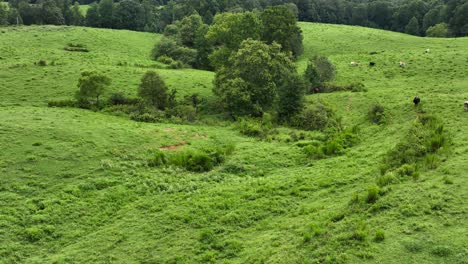 aerial view of a large pasture with pond in north georgia