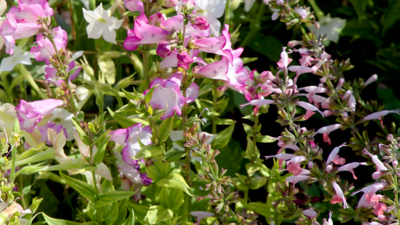 Camera slowly pans across blooming Penstemon and Salvia coccinea in sunlit garden setting