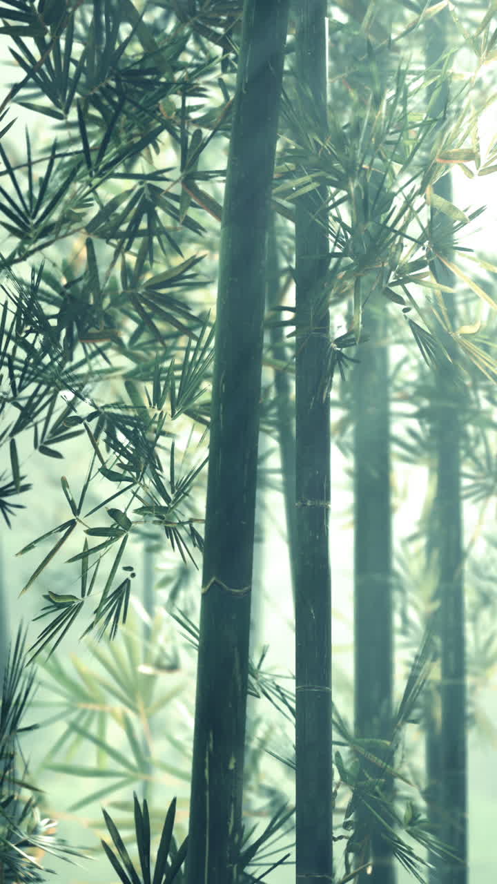 el bosque de bambú brumoso