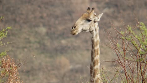 una jirafa masticando antes de bajar para quitar más hojas del árbol espinoso cercano