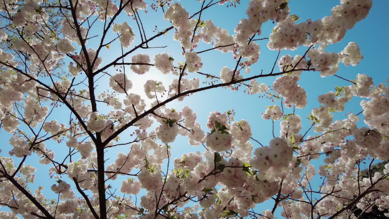 Sakura Cherry Blossom during Springtime in Japan