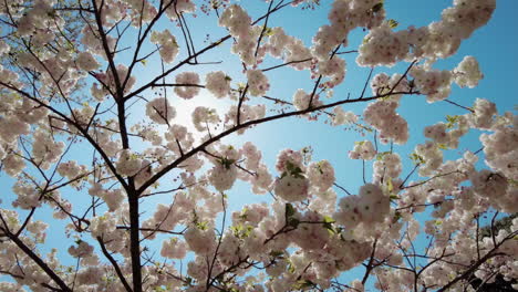 Sakura-Kirschblüte-Im-Frühling-In-Japan