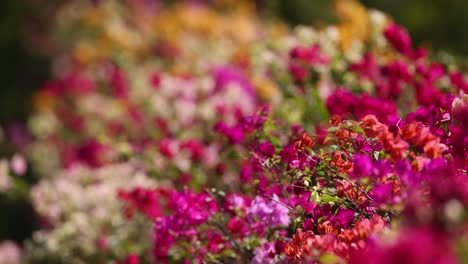 colorful flowers in varying focus over time