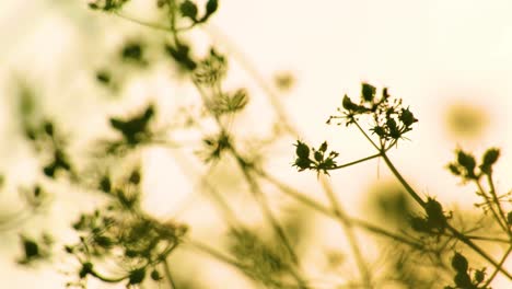 Hermoso-Fondo-De-Flores-Al-Atardecer