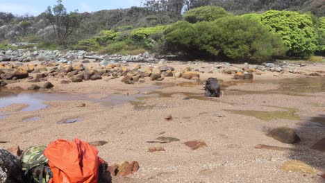 Un-Bosquimano-Lavándose-La-Cara-Y-Recogiendo-Agua-En-Un-Arroyo-De-Playa-En-La-Costa-Sur-De-Nueva-Gales-Del-Sur