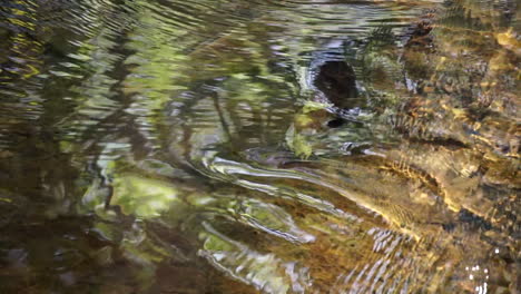 rifles de agua de primer plano que crean patrones distorsionados en cámara lenta