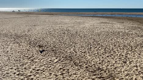 Perro-Paseando-Por-La-Playa-Muy-Feliz-Y-Amoroso