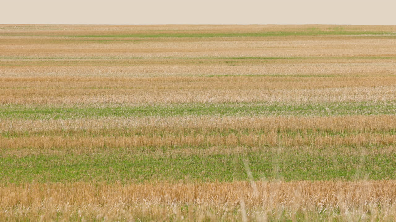 fila de campos de cultivo en montana 4k
