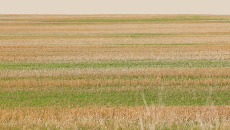 Fila-De-Campos-De-Cultivo-En-Montana-4k