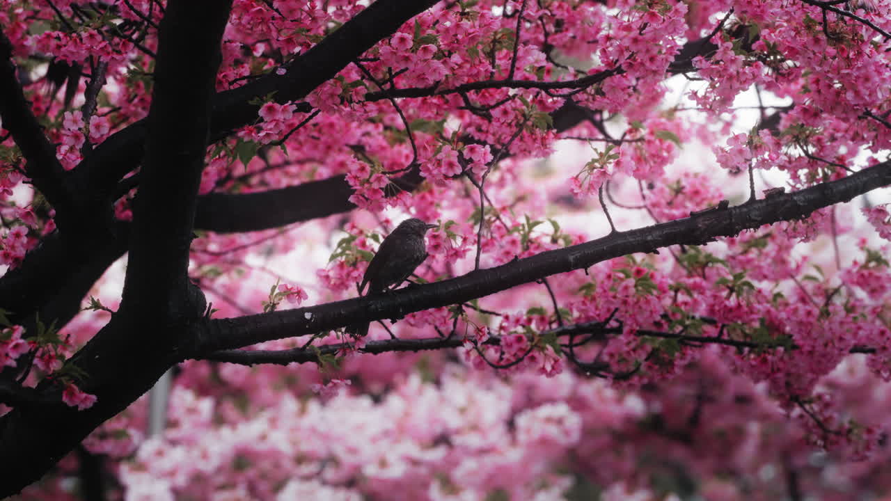 Bird amidst Cherry Blossoms