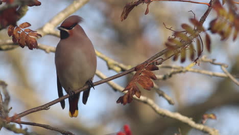 Ein-Böhmischer-Seidenschwanz,-Der-Im-Herbst-In-Einem-Baum-Sitzt