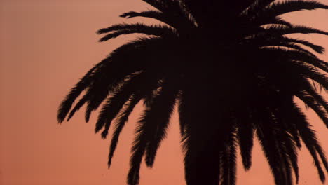 beautiful colorful sky behind silhouetted palm trees