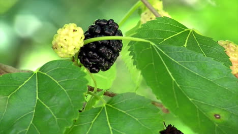 close-up of ripe and unripe mulberries