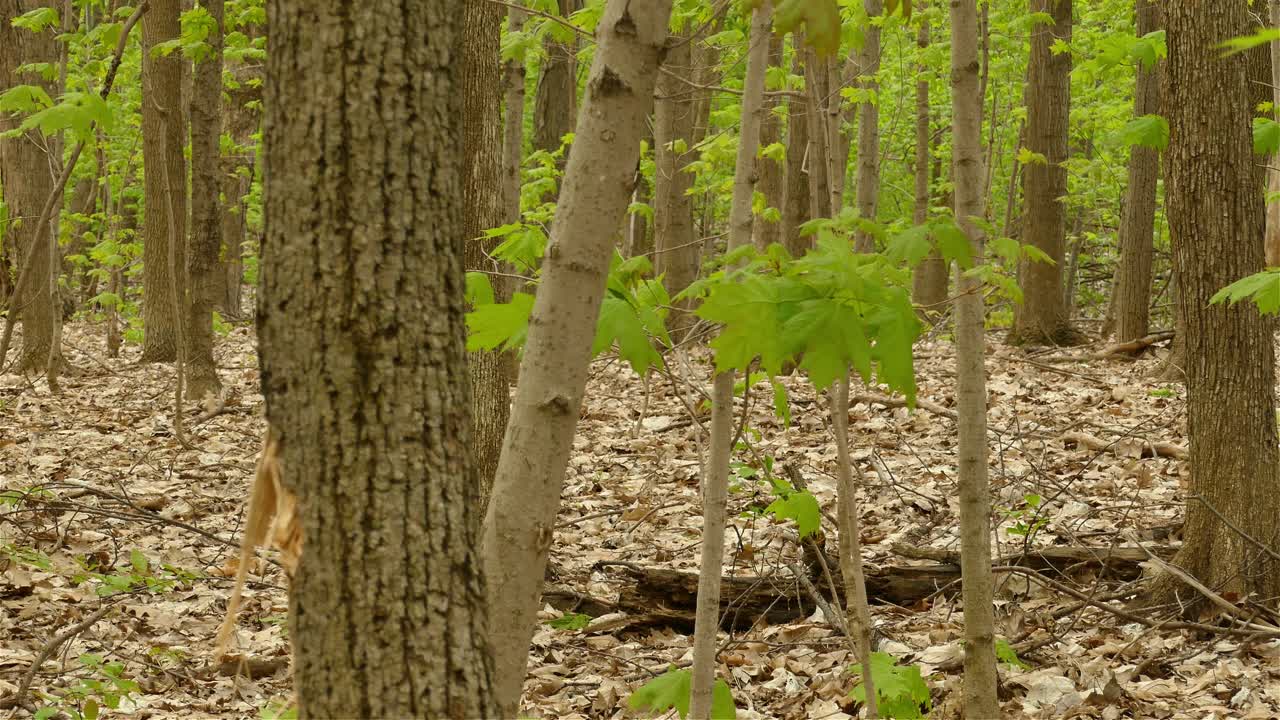 낮에 울창한 열대 숲에서 먹이를 찾는 흰 알비노 다람쥐