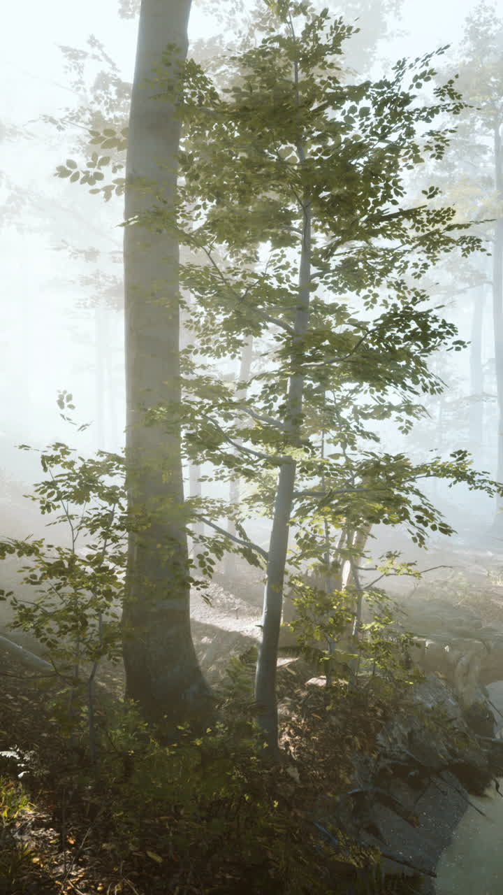 빛이 조용한 숲의 안개를 고