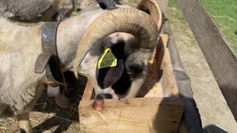 Close-up-shot-of-goat-with-horns-eating-on-a-fenced-farm-on-a-bright-sunny-day
